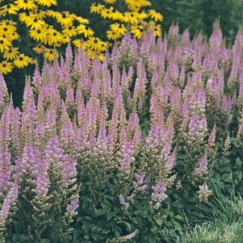 Astilbe chinensis 'Pumila' 