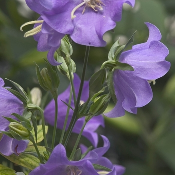 Campanula persicifolia 'Blue' 