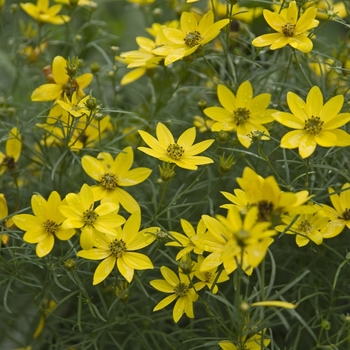 Coreopsis verticillata 'Zagreb' 