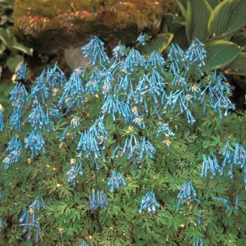 Corydalis flexulosa 'China Blue' 