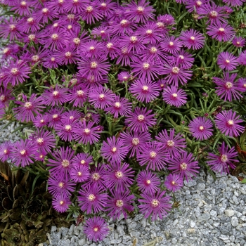 Delosperma cooperi