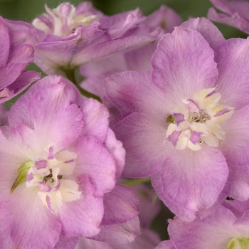 Delphinium elatum 'Blushing Brides'