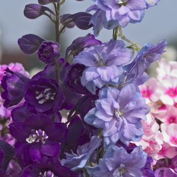 Delphinium elatum New Millennium™ 'Mix'