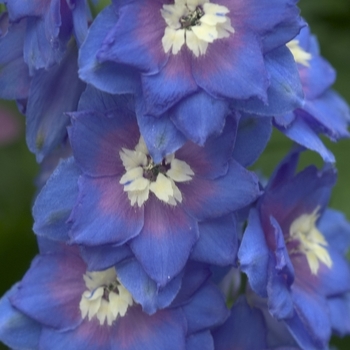 Delphinium elatum 'Royal Aspirations'