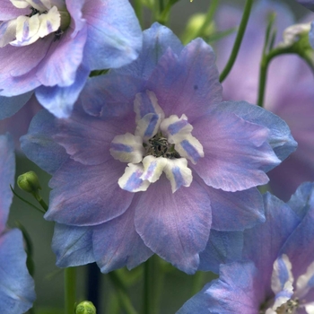 Delphinium elatum 'Sunny Skies'