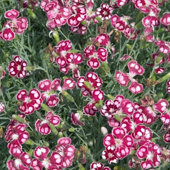 Dianthus 'Spangled Star'