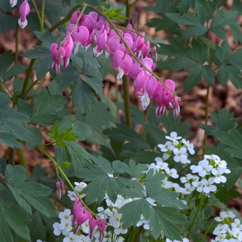 Dicentra spectabilis