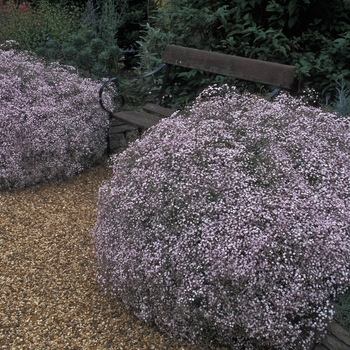 Gypsophila repens 'Rosea'