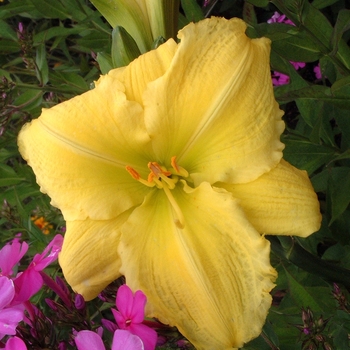 Hemerocallis 'Beauty to Behold' 