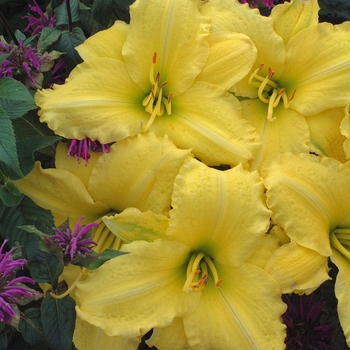 Hemerocallis 'Imperial Lemon' 