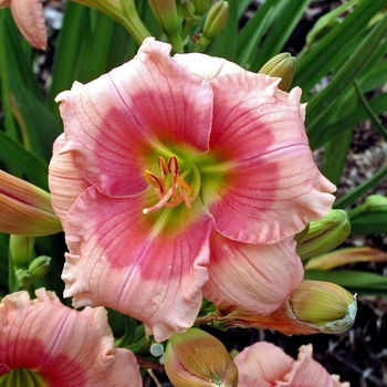 Hemerocallis 'Janice Brown'