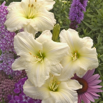 Hemerocallis 'Joan Senior'