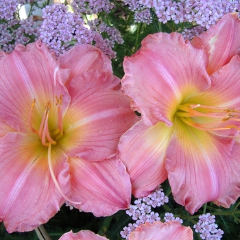 Hemerocallis 'Jolyene Nichole' 