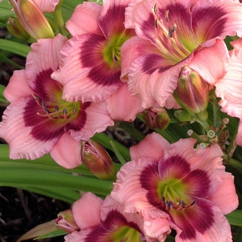 Hemerocallis 'Mardi Gras Parade' 