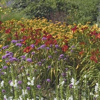 Hemerocallis 'Ruby Throat'