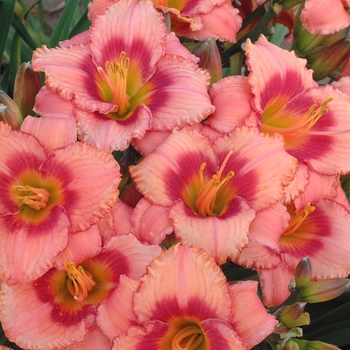 Hemerocallis 'Strawberry Candy' (000097)