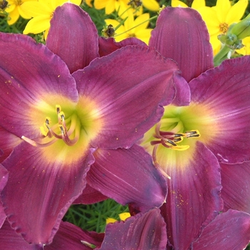 Hemerocallis 'Strutter's Ball' 