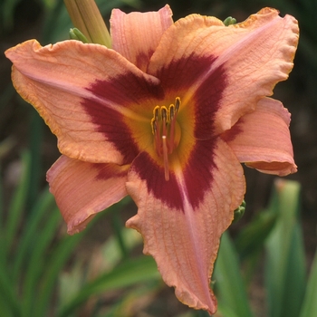 Hemerocallis 'Along the Way' 