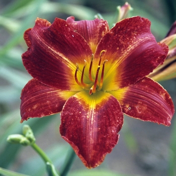 Hemerocallis 'Anzac' 