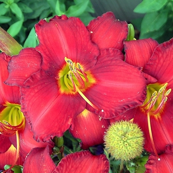 Hemerocallis 'Chicago Apache'