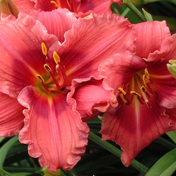 Hemerocallis 'Gordon Biggs' 