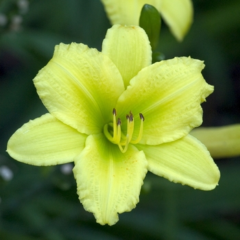 Hemerocallis 'Green Flutter' 