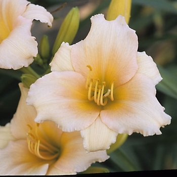 Hemerocallis 'Mini Pearl' 