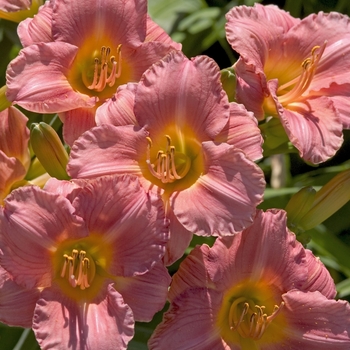 Hemerocallis 'My Melinda' 