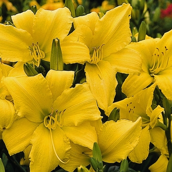 Hemerocallis 'Patio Parade'