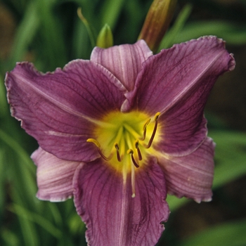 Hemerocallis 'Prairie Blue Eyes'