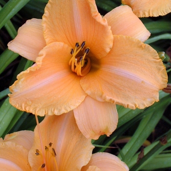 Hemerocallis 'Ruffled Apricot'