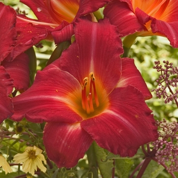 Hemerocallis 'Ruffled Ruby'