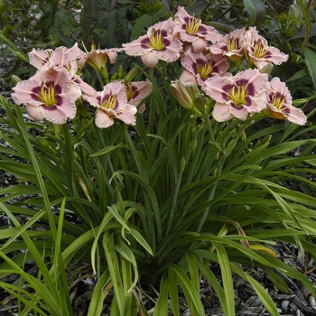 Hemerocallis 'Siloam Merle Kent' 