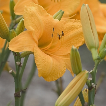 Hemerocallis 'Spellbinder' 