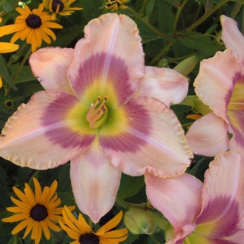 Hemerocallis 'Svengali'