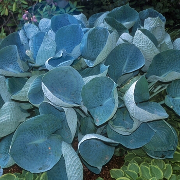 Hosta 'Abiqua Drinking Gourd' 