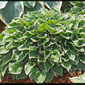 Hosta 'Allan P. McConnell' 