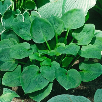 Hosta 'Amber Tiara' 