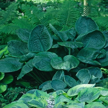 Hosta 'Blue Umbrellas' 