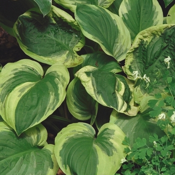 Hosta 'Carnival' 