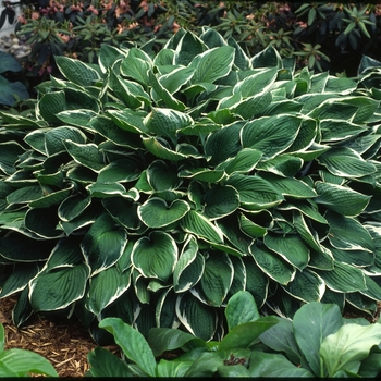 Hosta 'Crowned Imperial' 