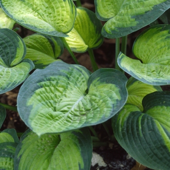 Hosta 'Dick Ward' 