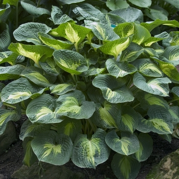 Hosta 'Dream Weaver' 