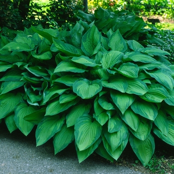 Hosta fortunei 'Albo-picta' 