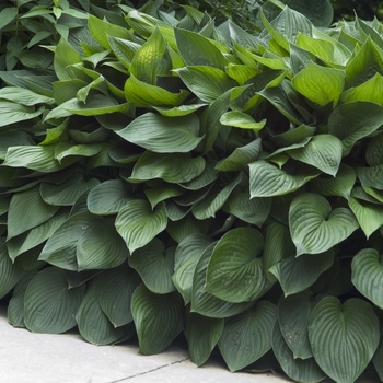 Hosta fortunei 'Hyacinthina' 