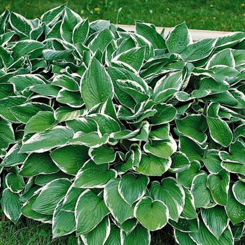 Hosta 'Francee' 