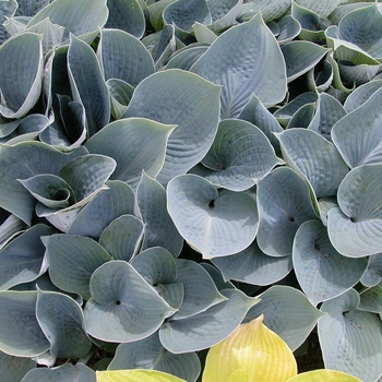 Hosta 'Hadspen Blue' 