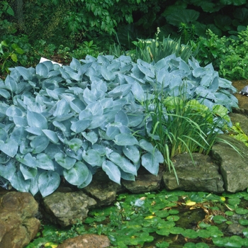 Hosta 'Halcyon' 