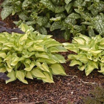 Hosta 'Island Charm' 