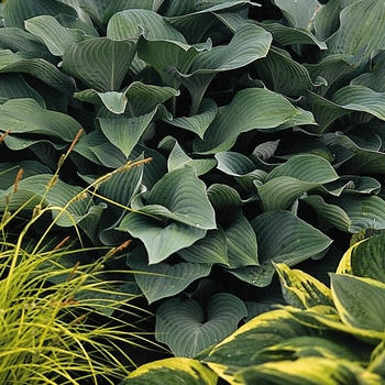 Hosta 'Krossa Regal' 